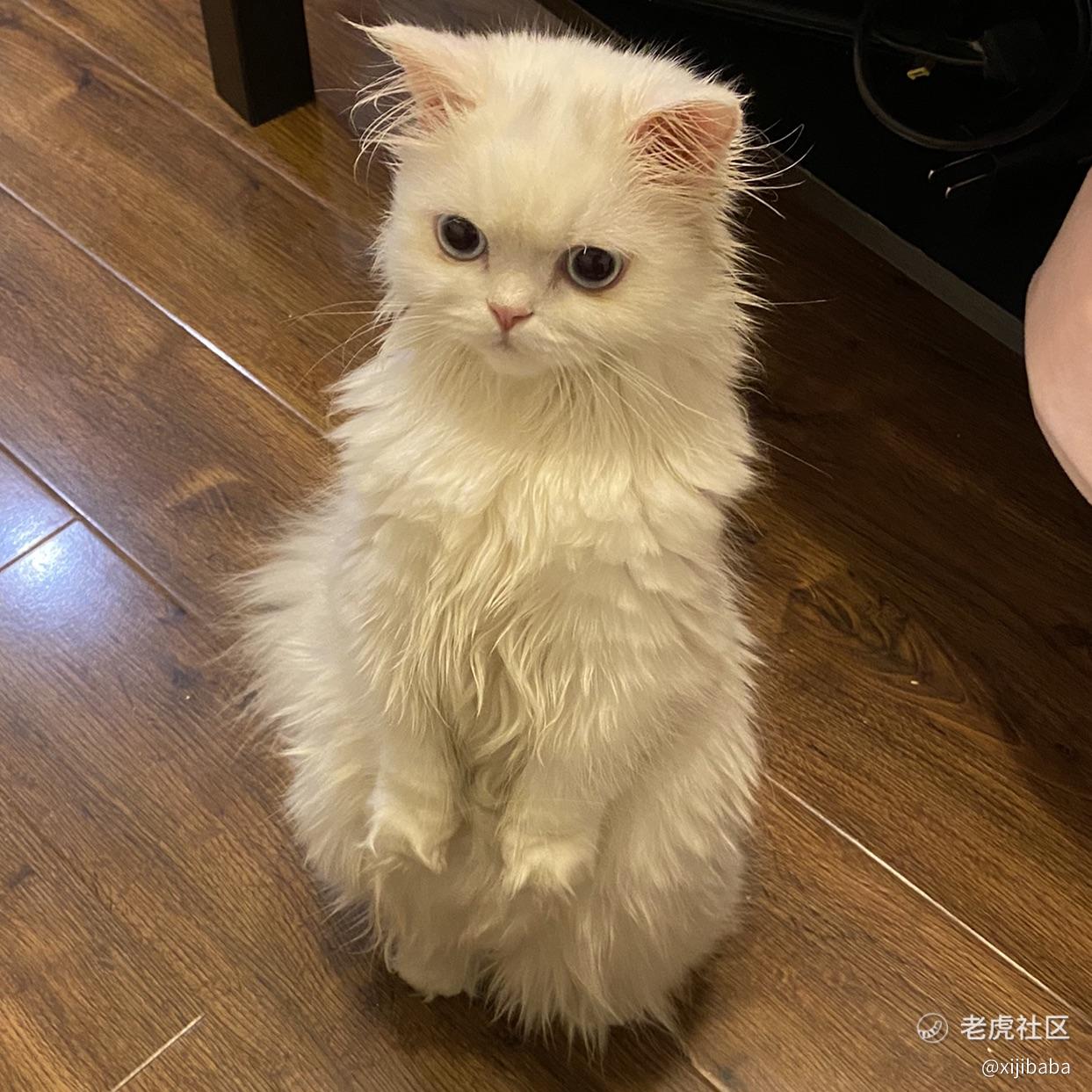 xijibaba
