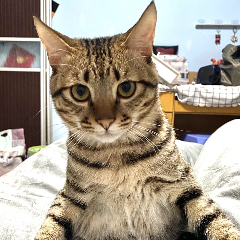 本来打新的结果买期权了
