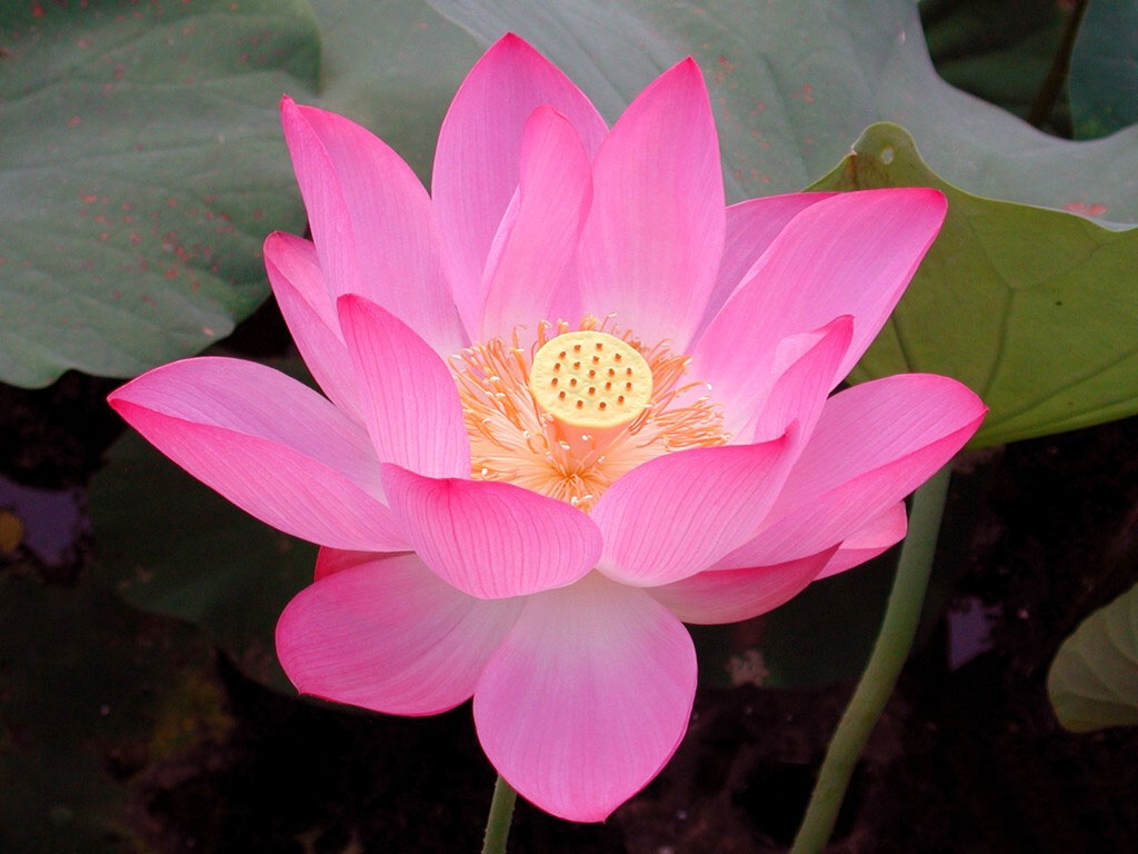 清冷寂然