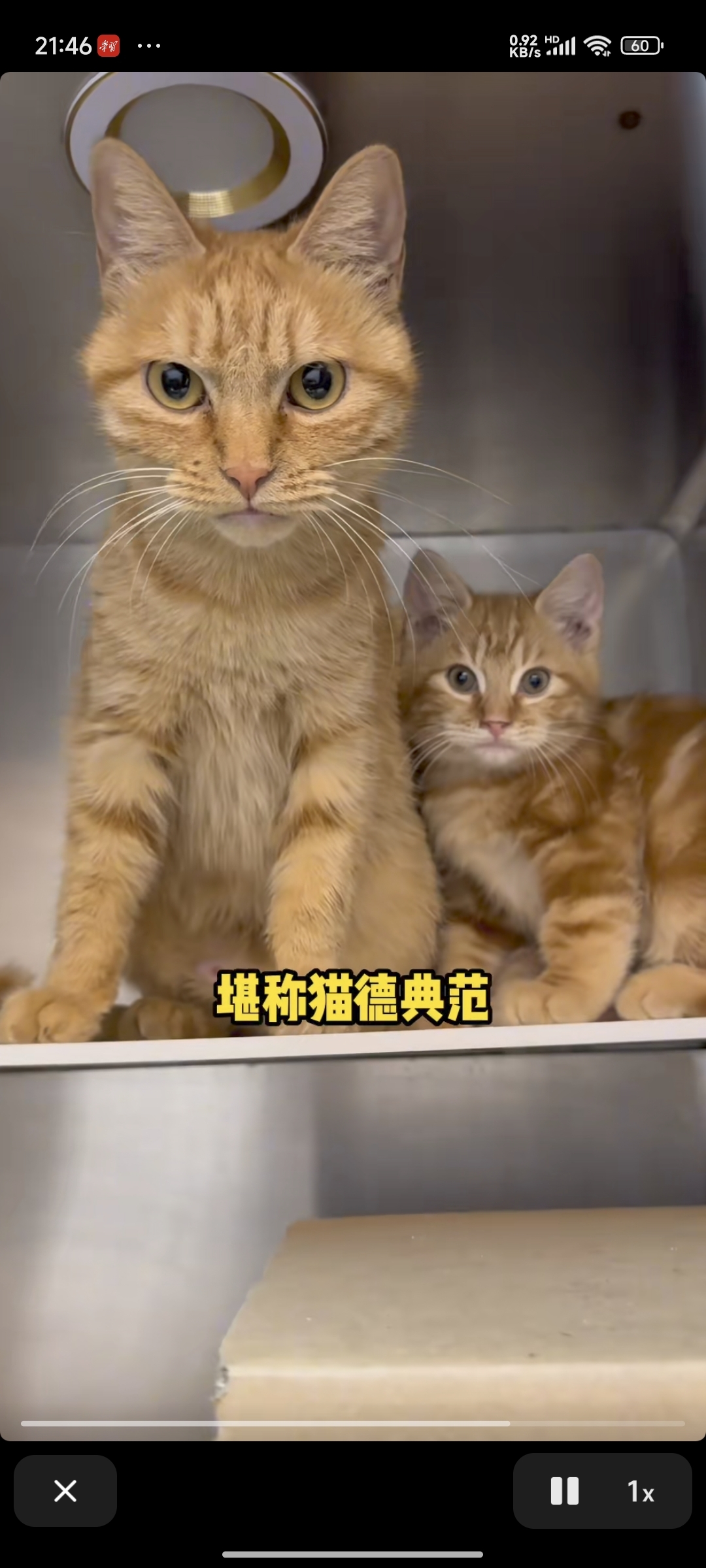 小兔子蹬老鹰
