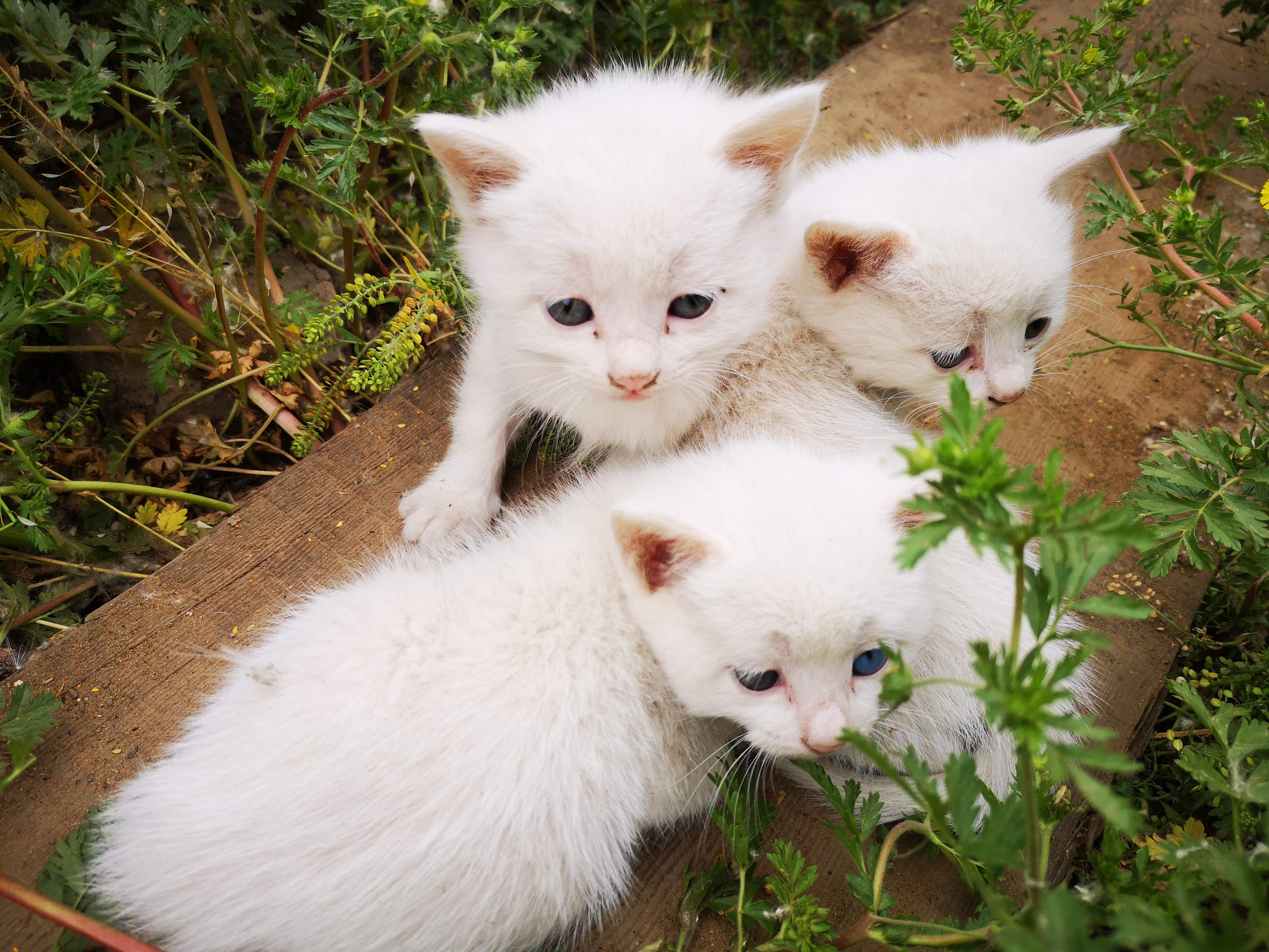 巧克力喜欢喝咖啡