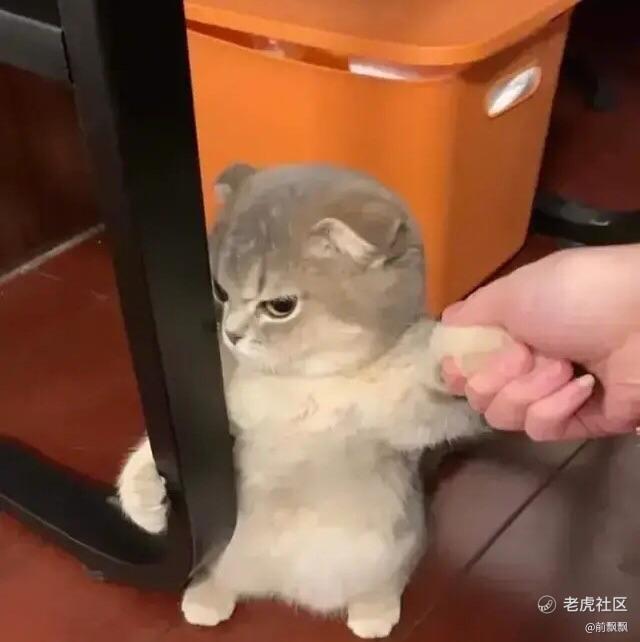 前飘飘