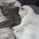 甜軟糯图样图森破