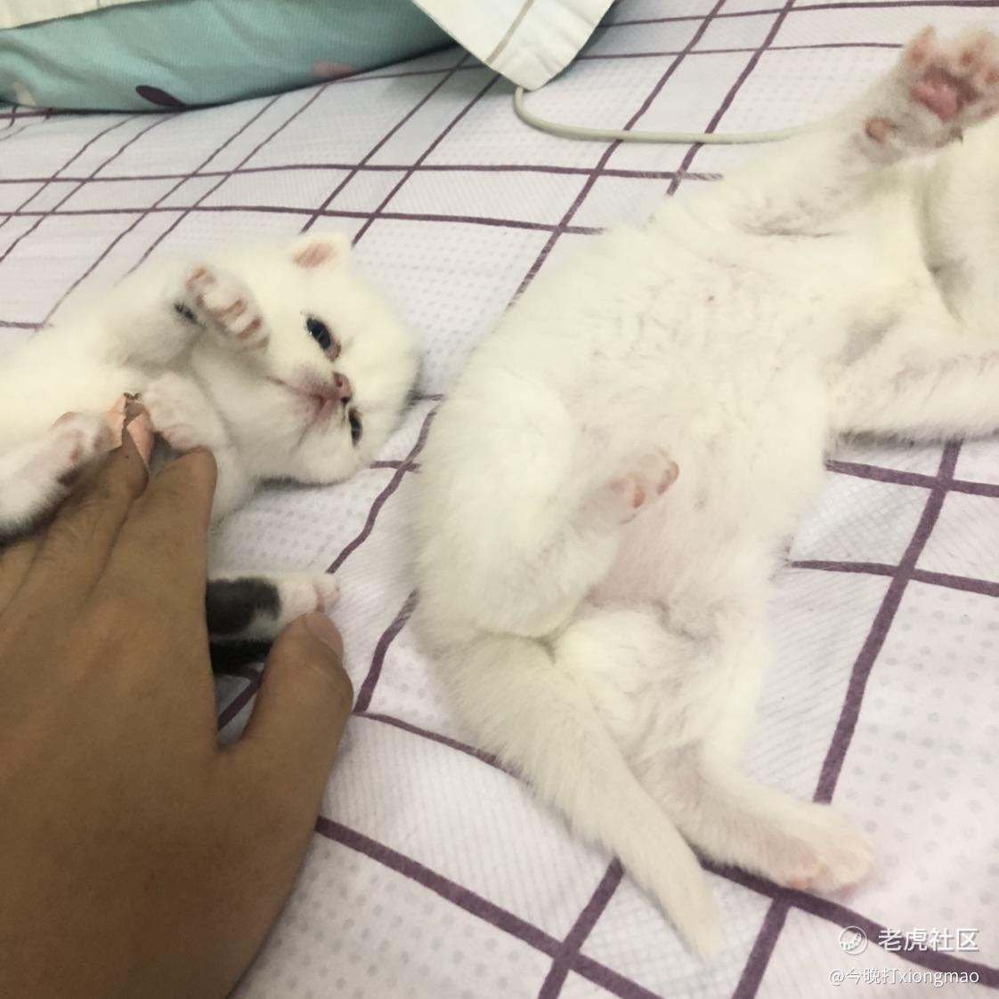 今晚打xiongmao