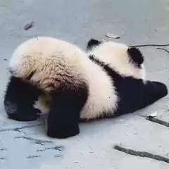 金小虎