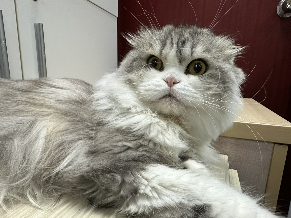 猫式冰萃