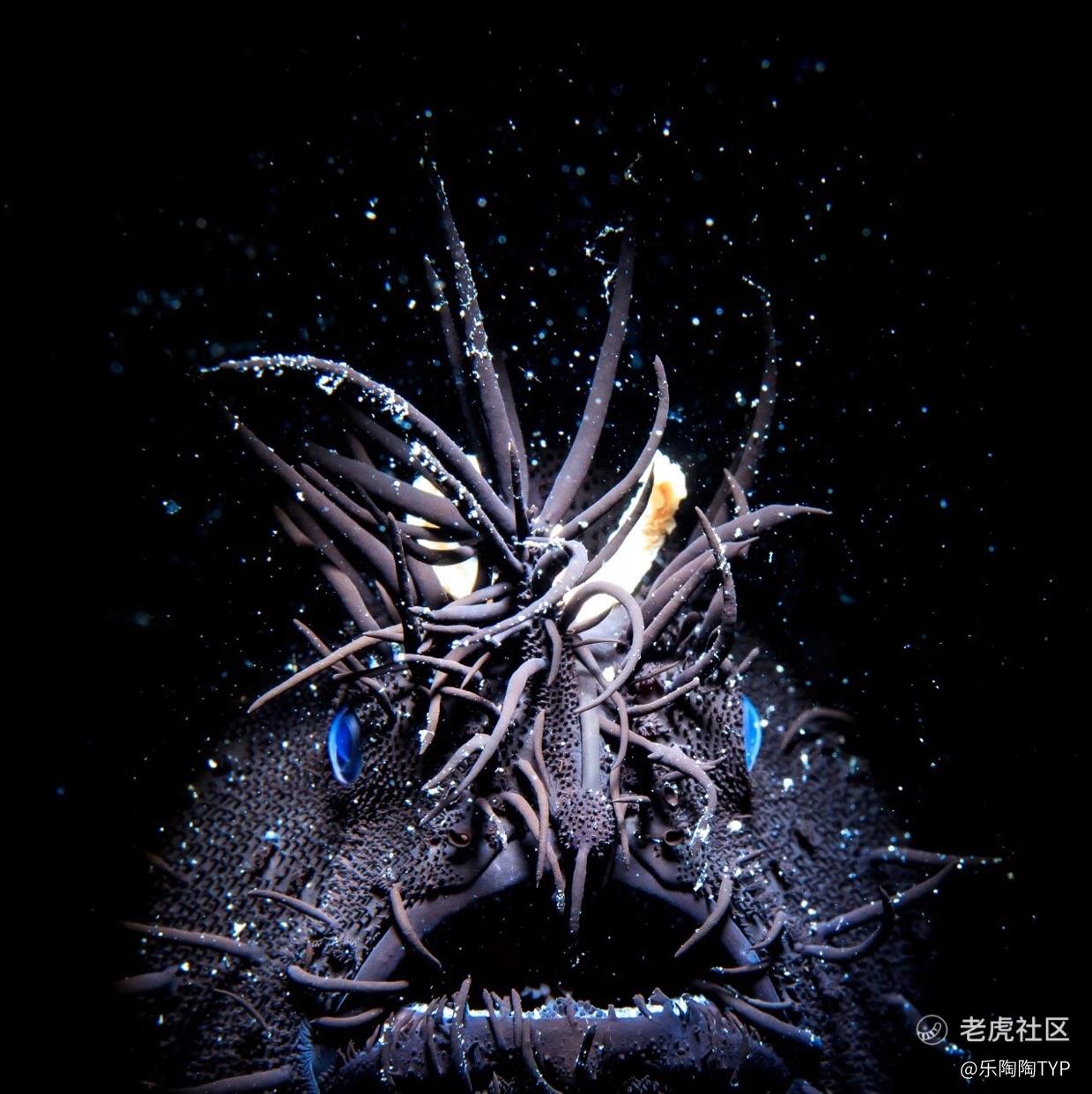 乐陶陶TYP
