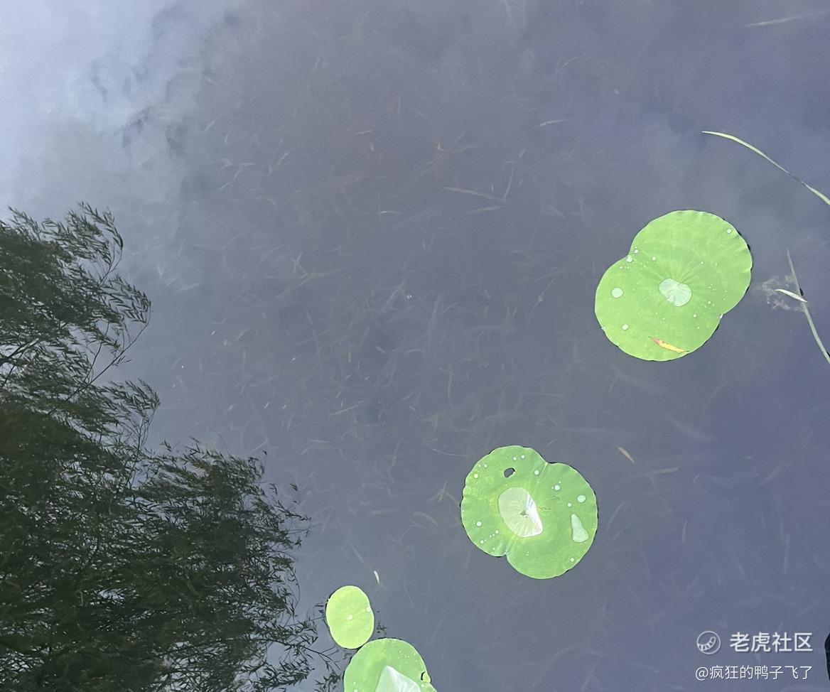 疯狂的鸭子飞了