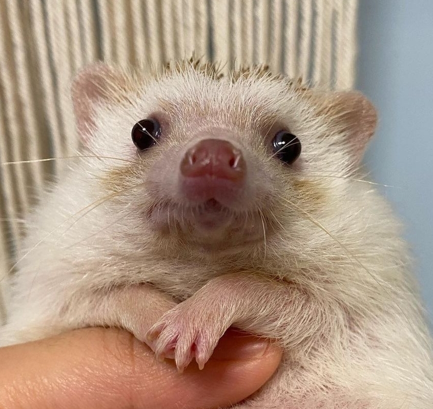 暴风里的鸡蛋壳