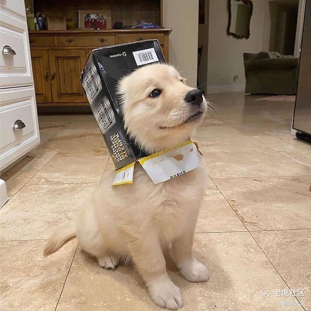 萌猫大象