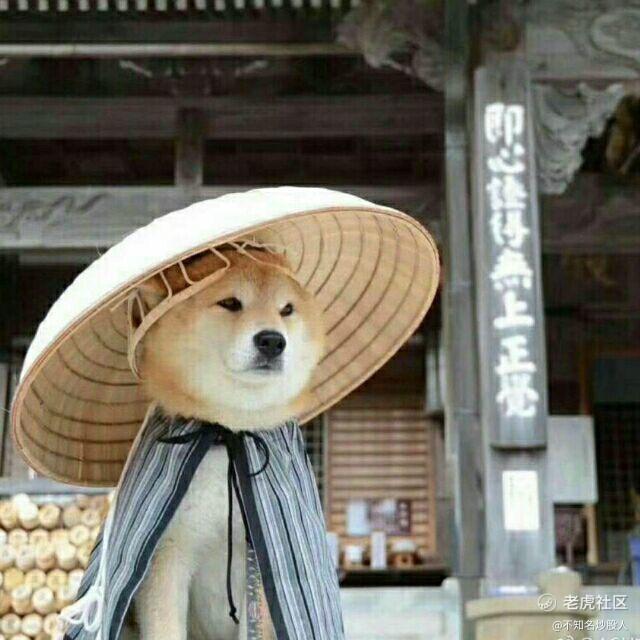 不知名炒股菜鸟