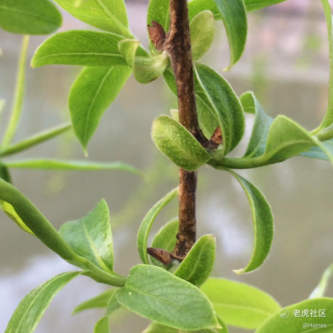 沉默的牛犊