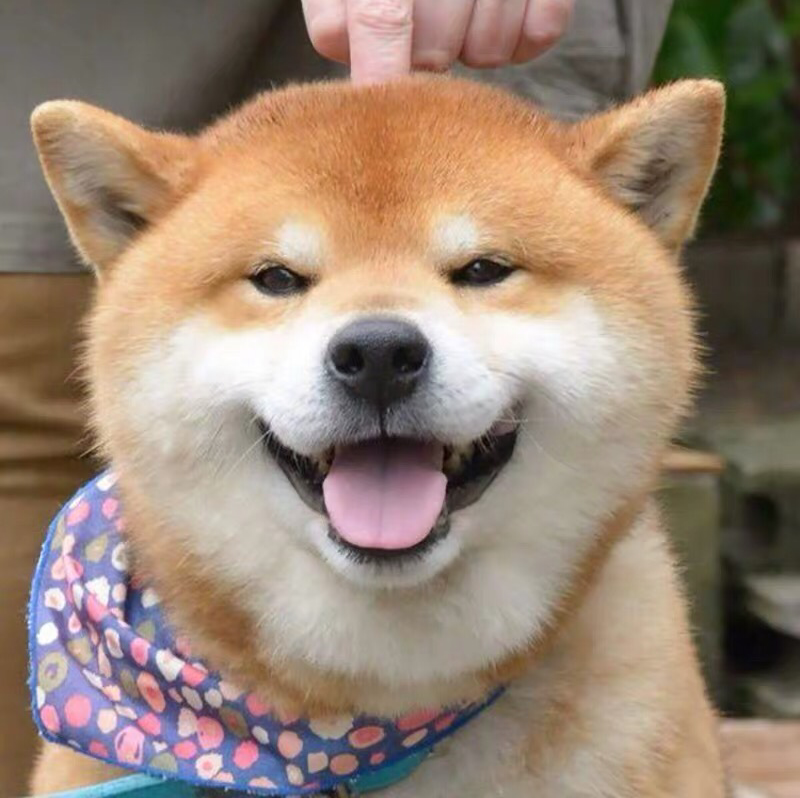 kiss阿喵
