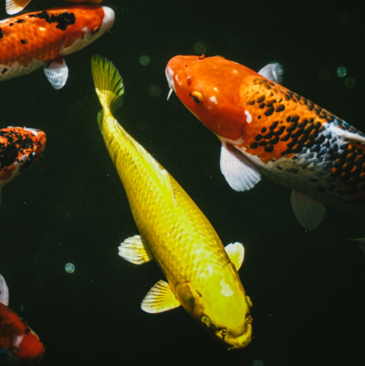 goldenkoi