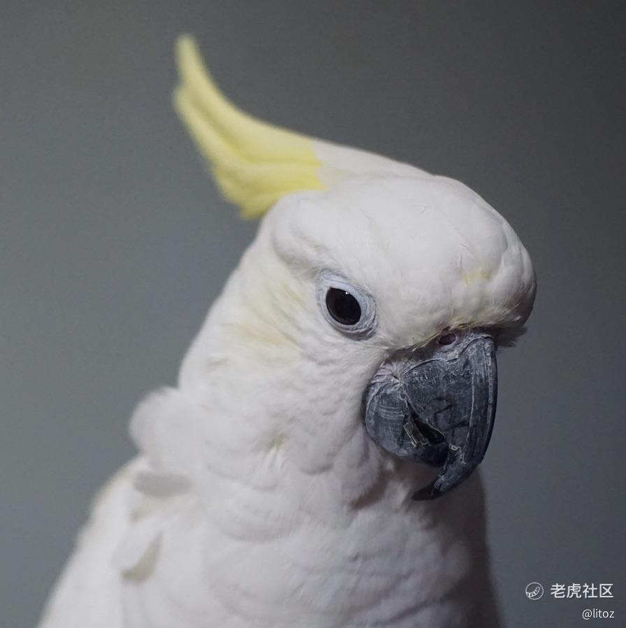 litoz