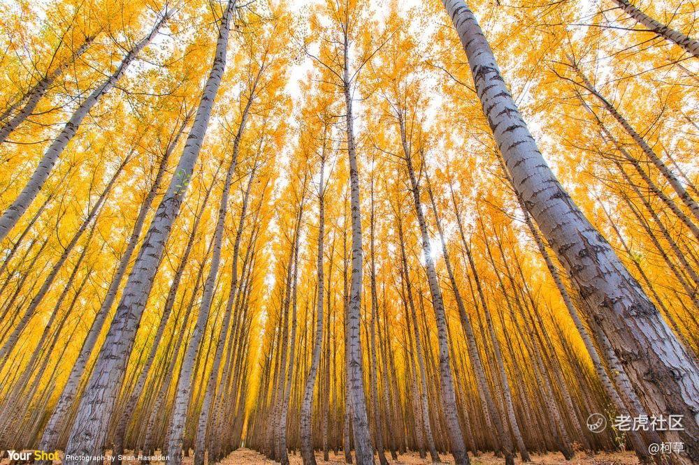 柯草