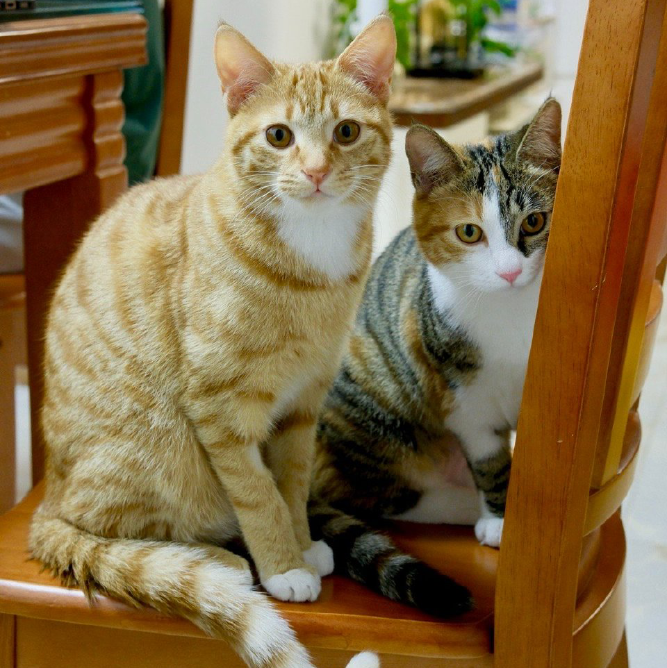 小猫咪我的最爱