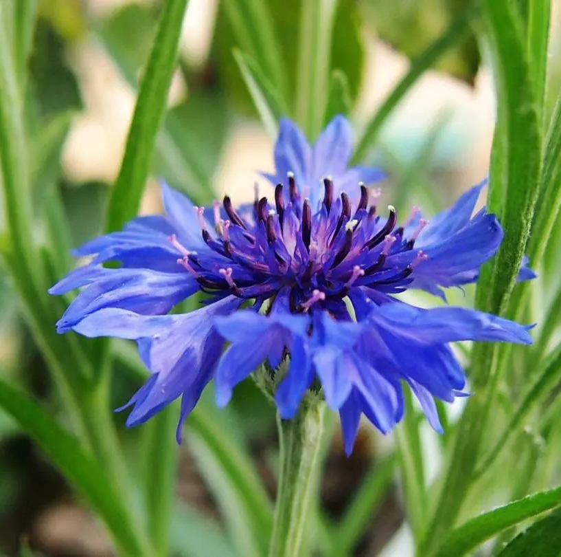 cornflower