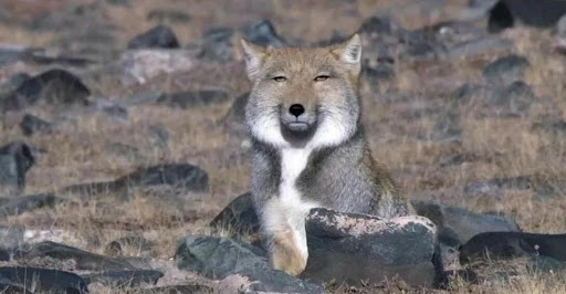 shirou