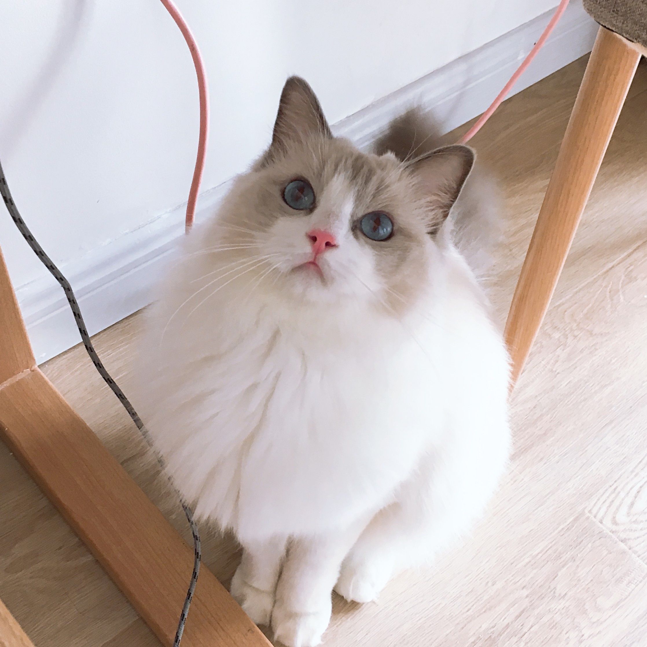 铲屎少女张叉叉