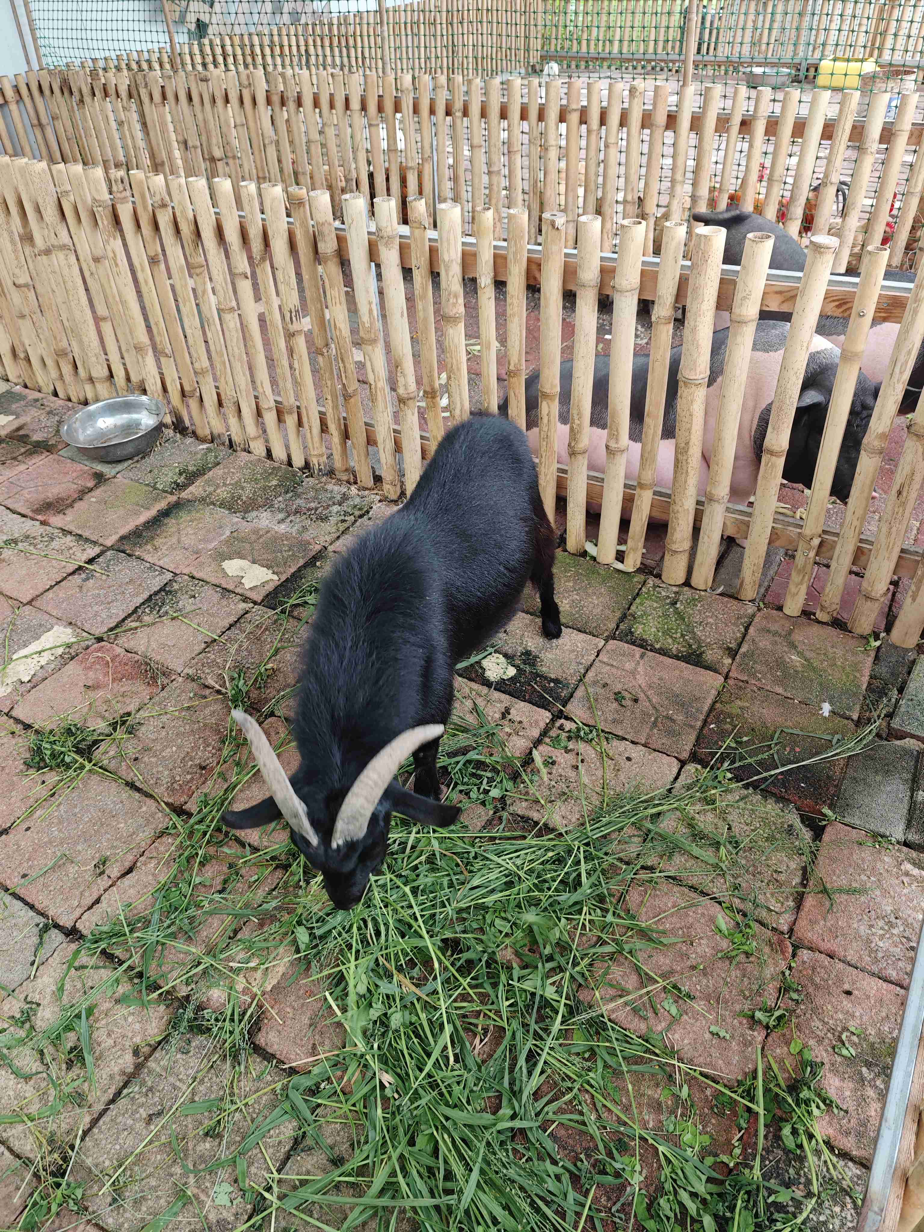 鼎鼎顽石