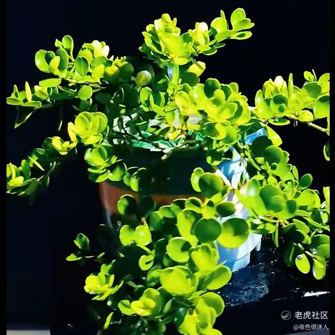 夜色很迷人