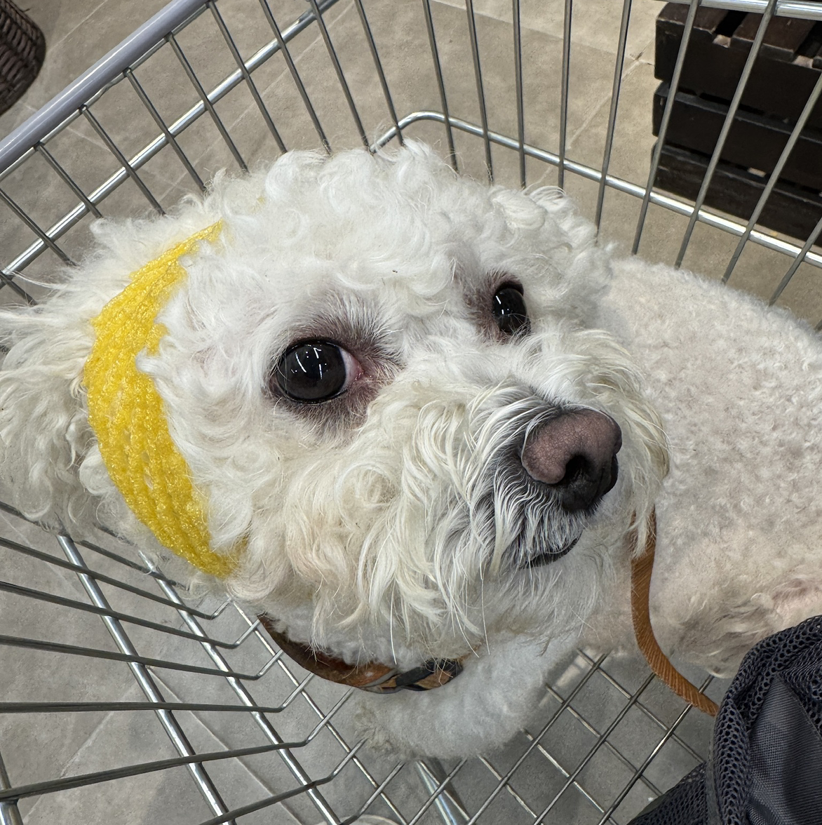 firstdaisy