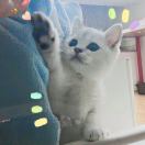砰__
