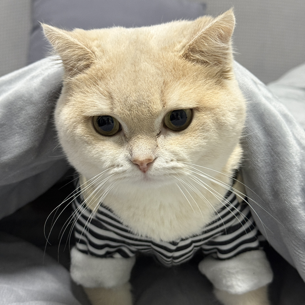 韭菜非韭_