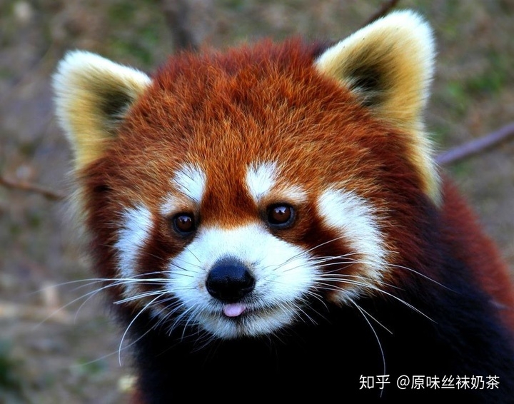 无敌黑色大土狗