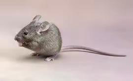 Jerry1