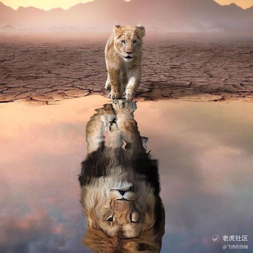 飞扬的西柚