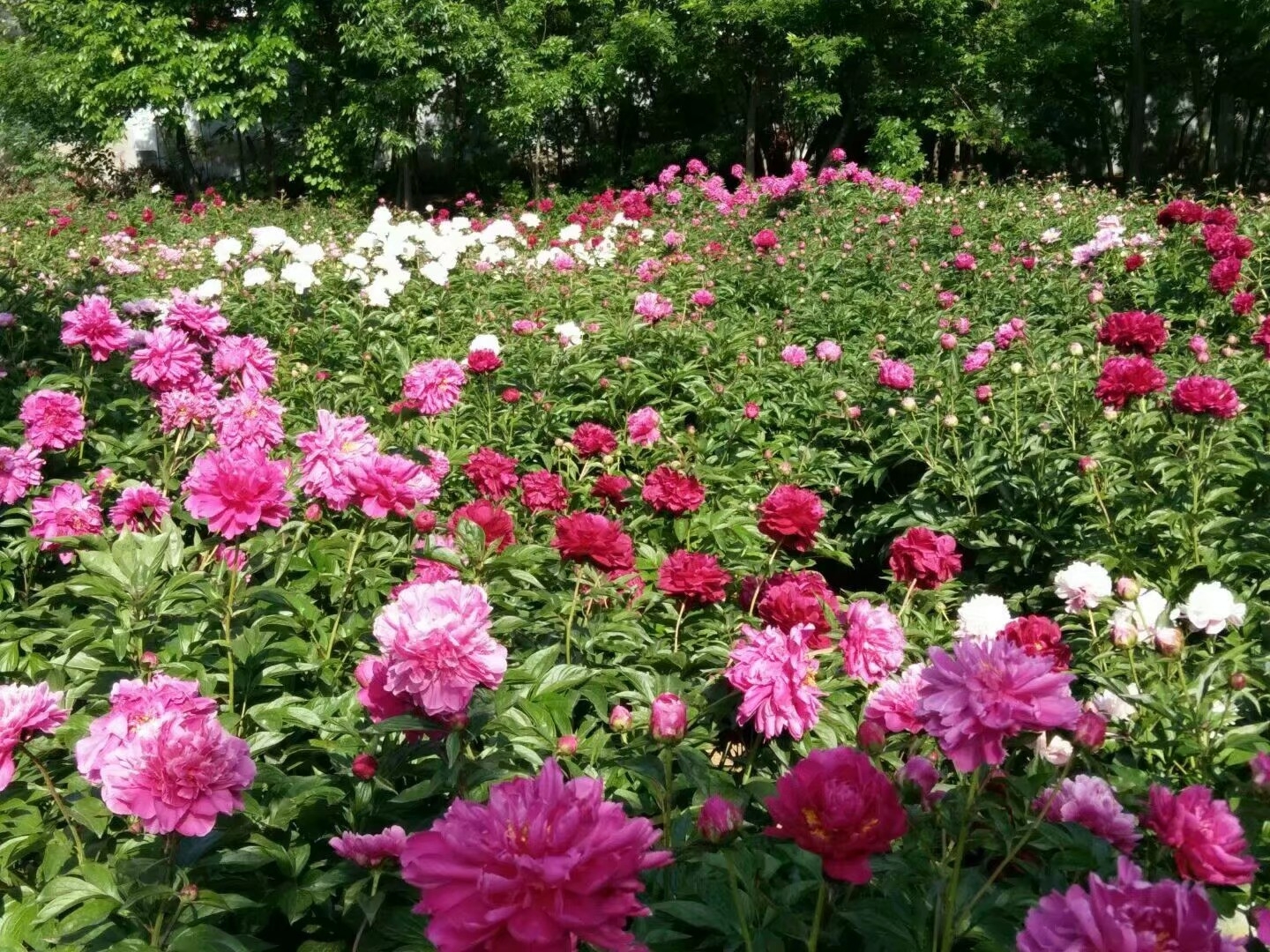 油田花海