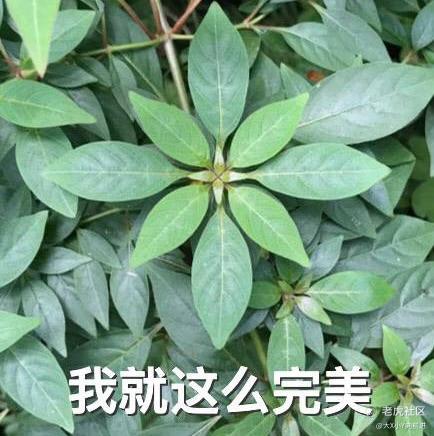 大X小Y向前进