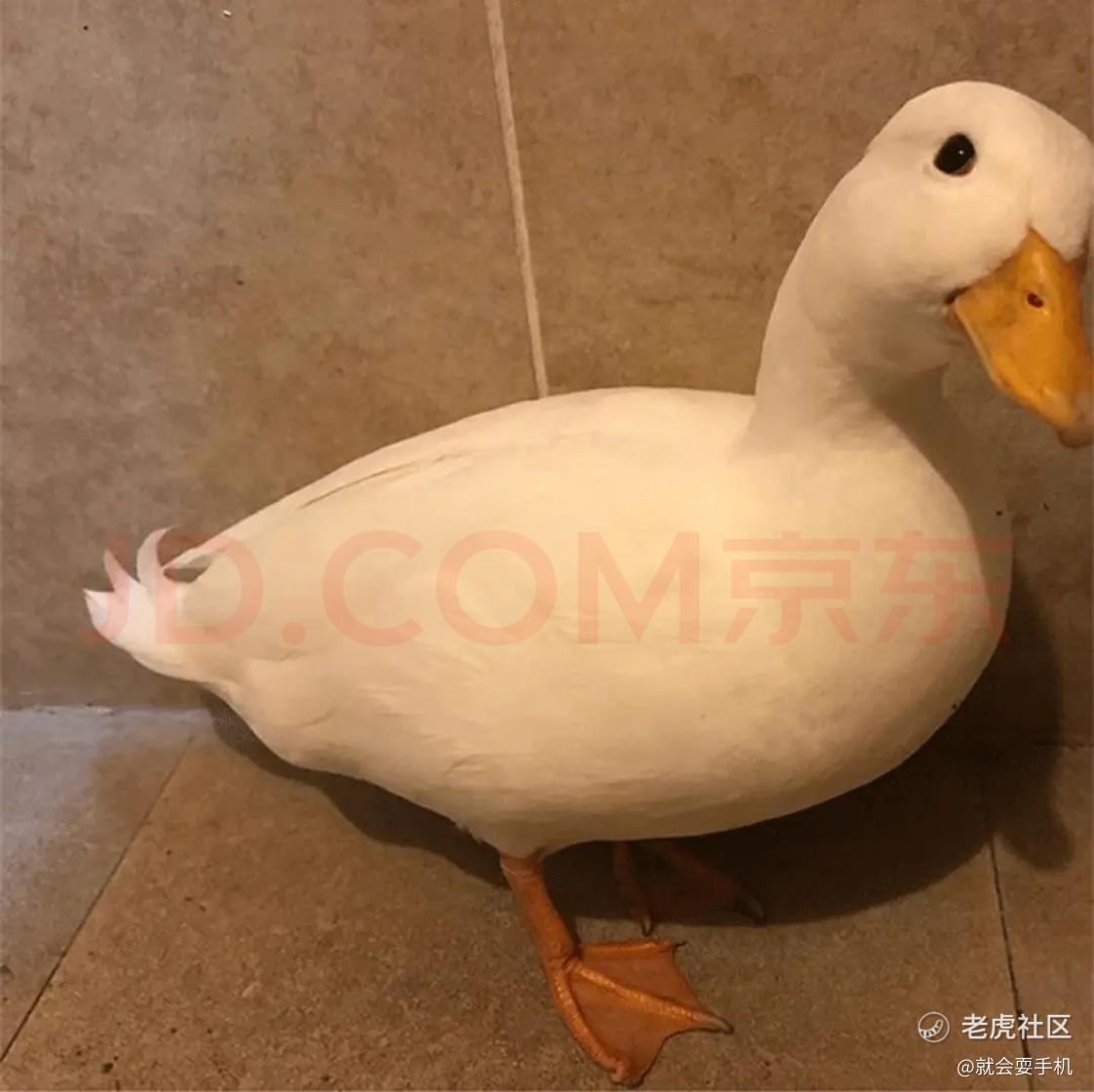 就会耍手机