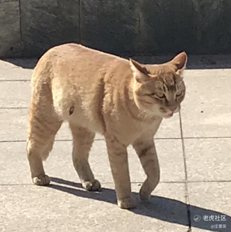 庄蕾笛