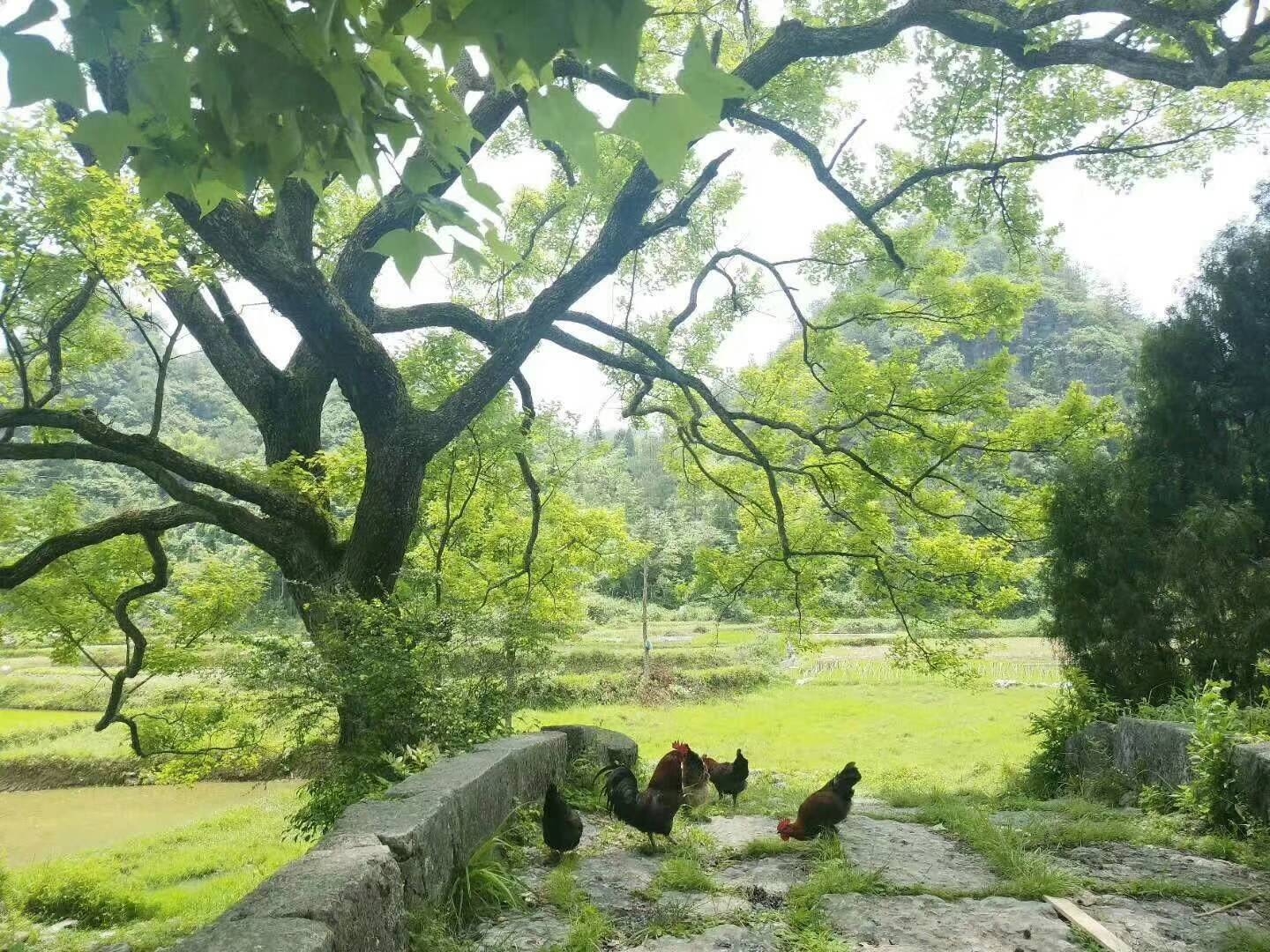 极限流