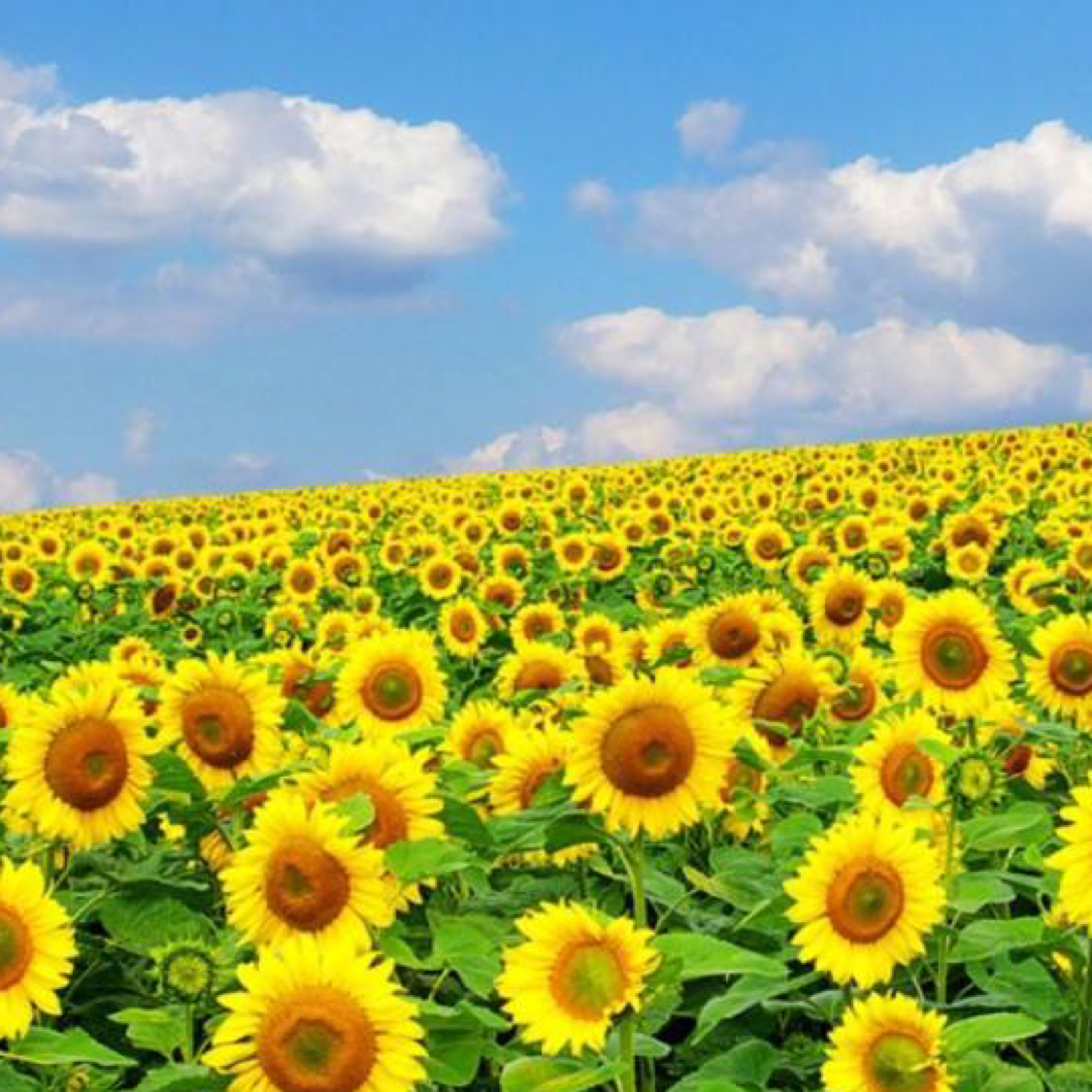 Sunflowers