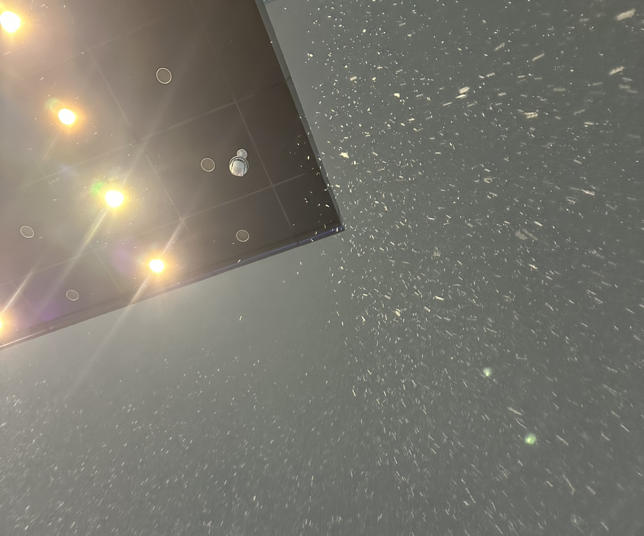 刚冒芽的韭黄onlin