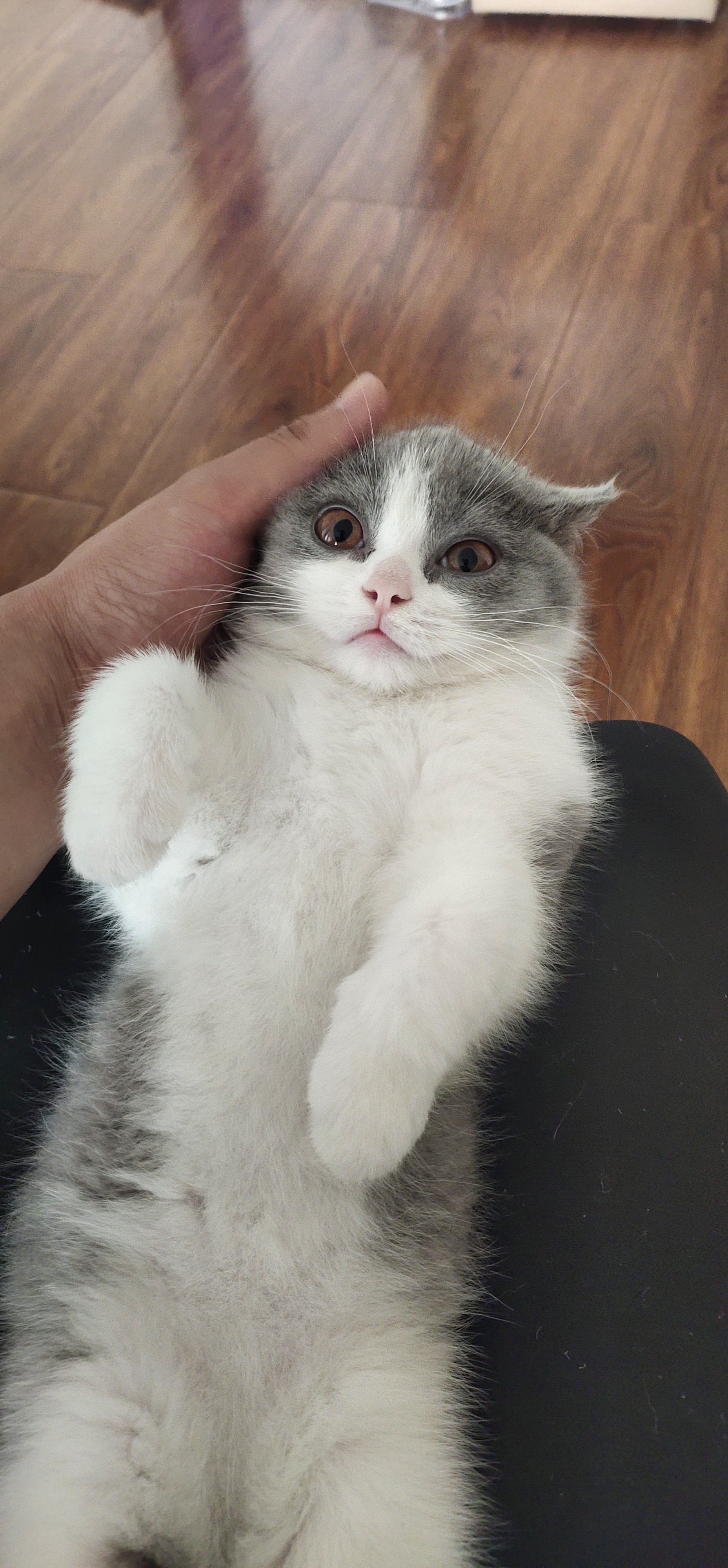 爱下底传中的国际小猫