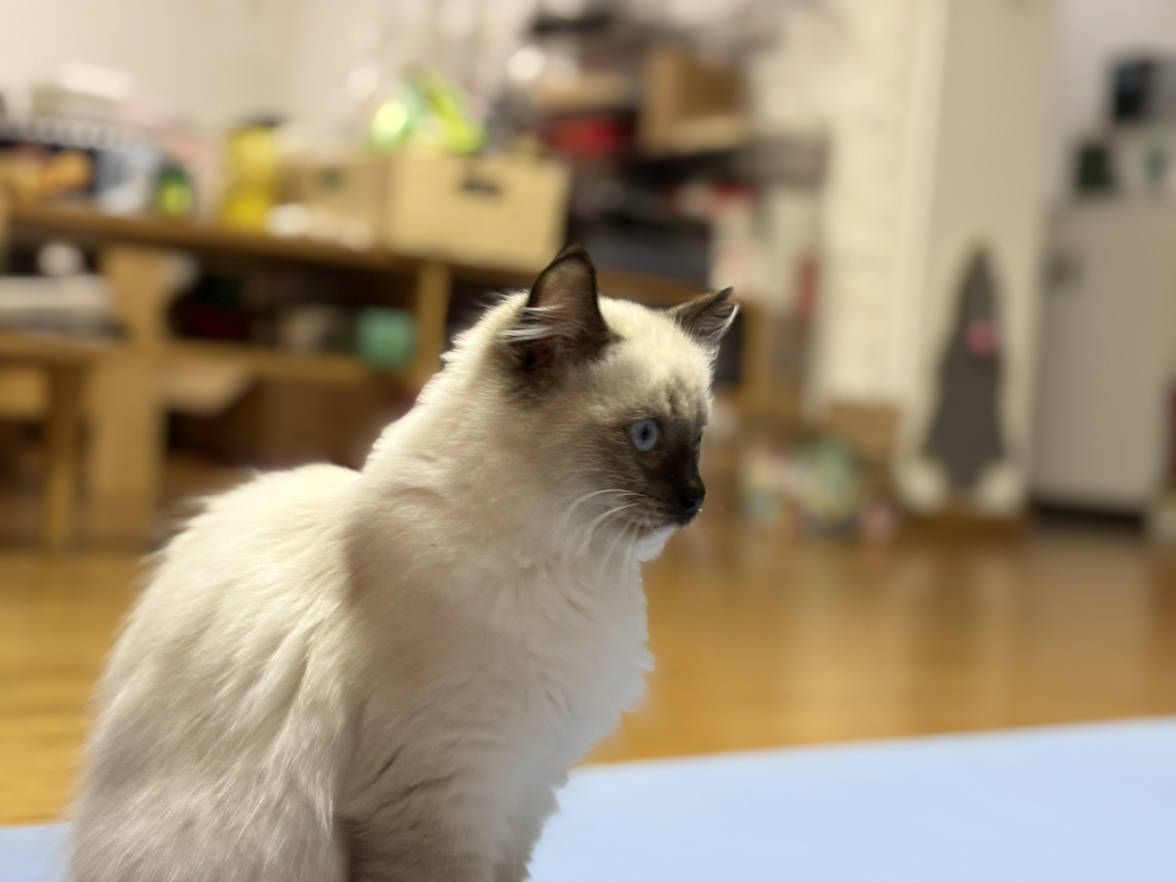 小miu是只招财猫