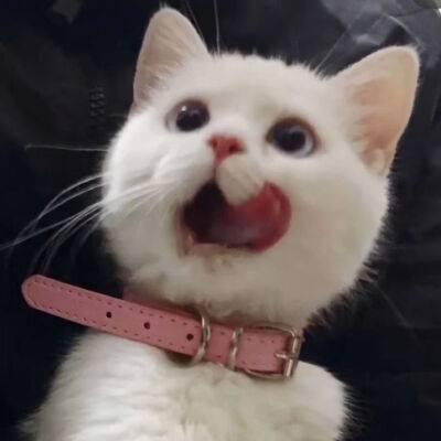 大猫爷