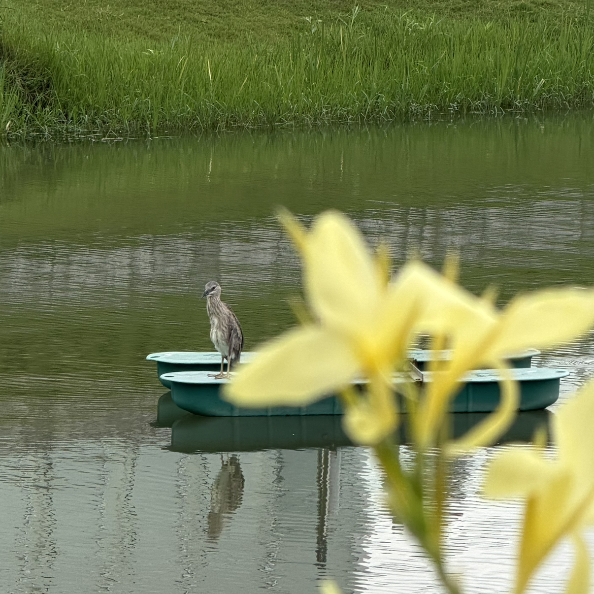 悠悠102