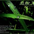 一叶一菩提_5287