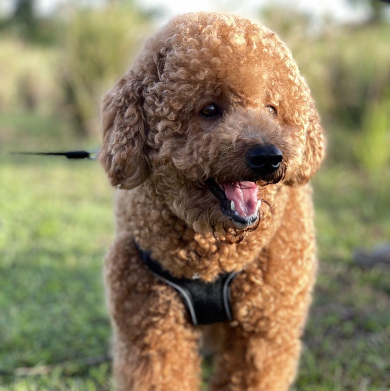 肖肖还是XIAOXIAO