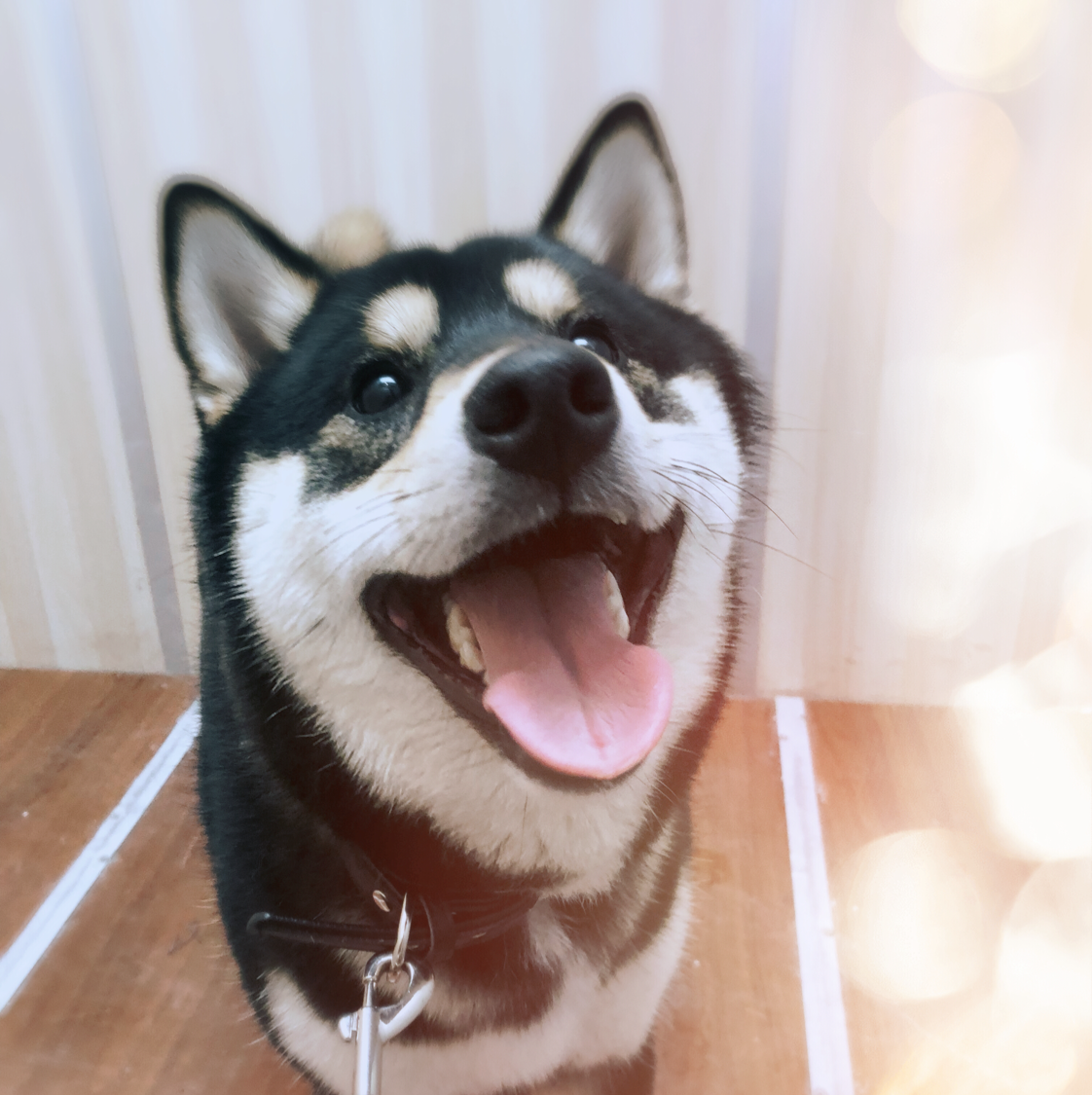 加米