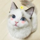 球鸡噜咕