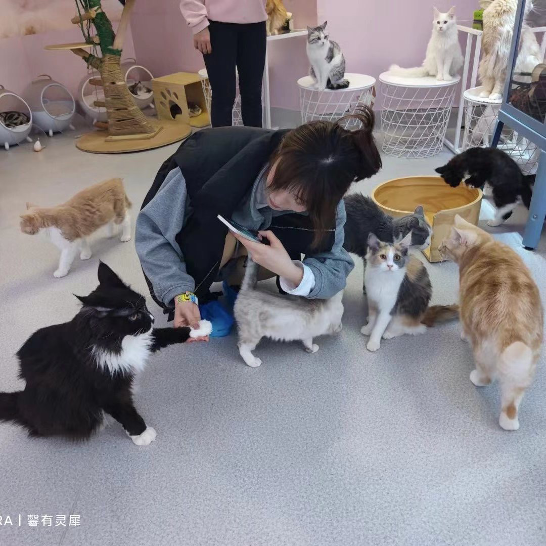 KK不是猫