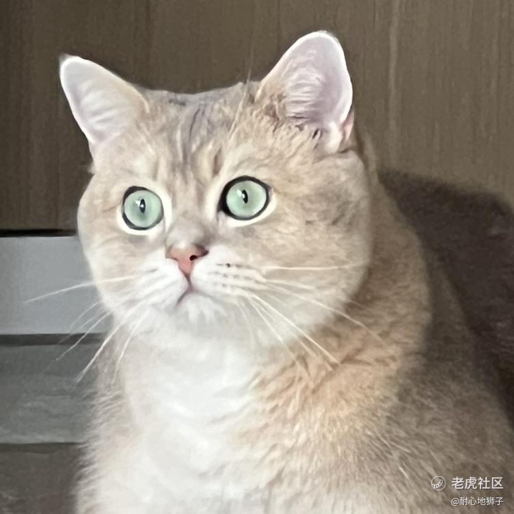 耐心地狮子