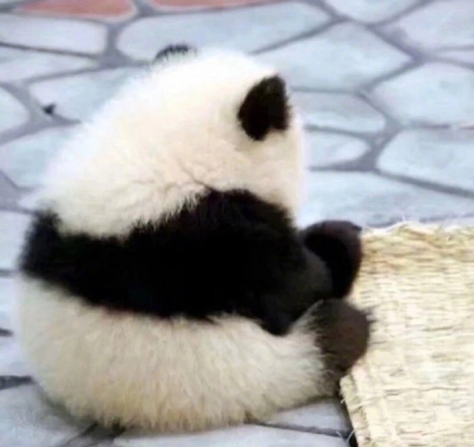 好运小熊猫